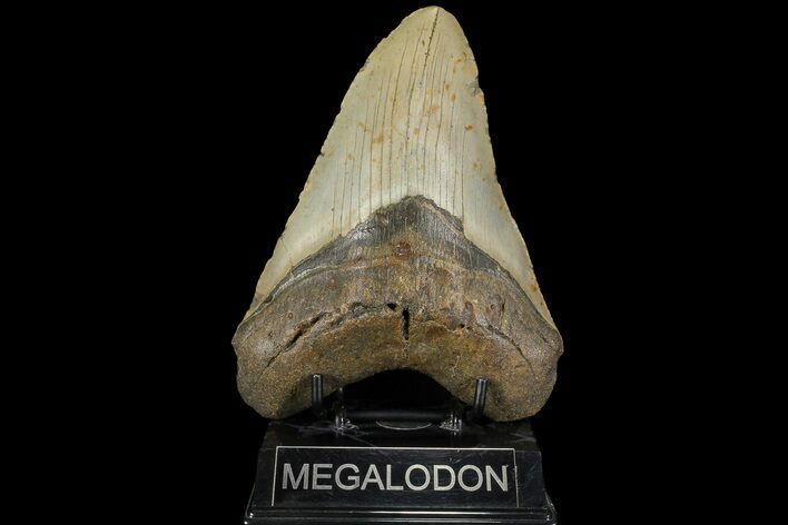 Fossil Megalodon Tooth - + Foot Prehistoric Shark #109759